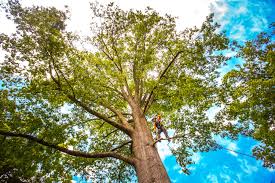 Professional Tree Care Services in West Pensacola, FL